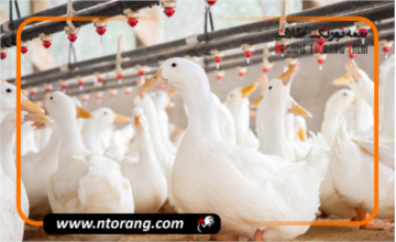 پرورش اردک گوشتی یا تخم گذار؟ کدامیک پر سود تر است؟